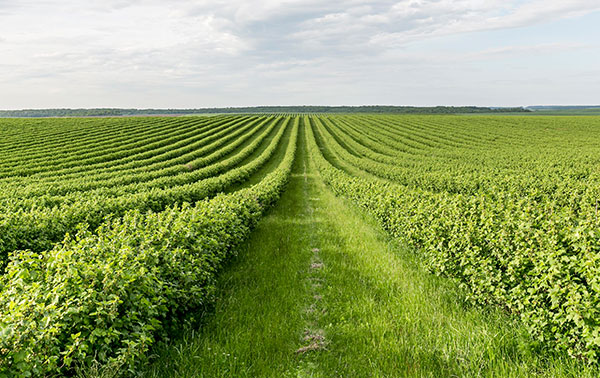 agricola_600x378
